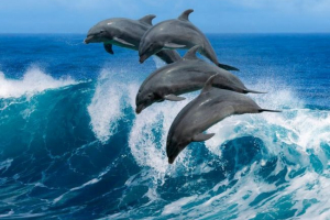 Дельфіни Дельфіни